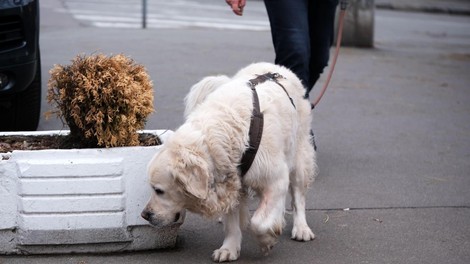 psi iztrebki globa celje mestna obcina tezave opozorilo denar kazni drek smrdi
