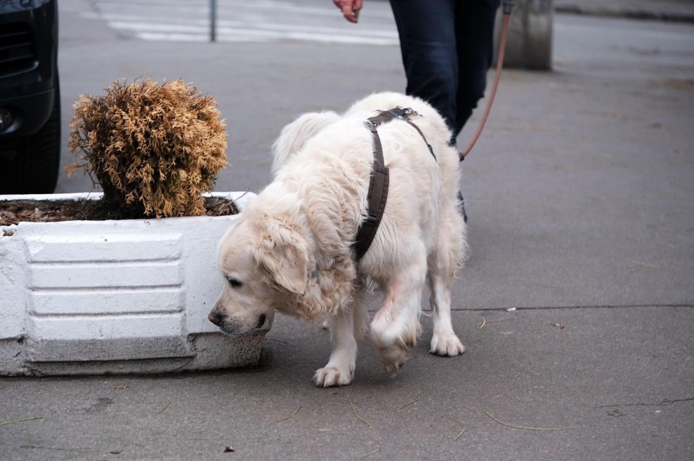 V tem slovenskem mestu jim je počil film! Zaradi lastnikov psov bodo kazni pisali brez milosti (globe visoke, razlog - smrdljiv!) (foto: Profimedia)