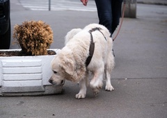 V tem slovenskem mestu jim je počil film! Zaradi lastnikov psov bodo kazni pisali brez milosti (globe visoke, razlog - smrdljiv!)