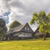 drevo dom zdravje figa listi narava nasveti ideja