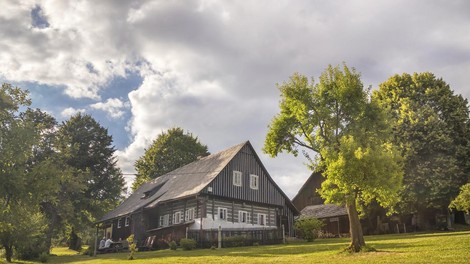 drevo dom zdravje figa listi narava nasveti ideja