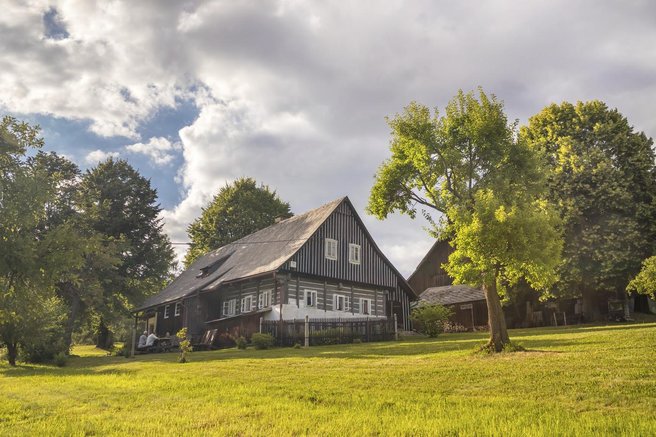 drevo dom zdravje figa listi narava nasveti ideja