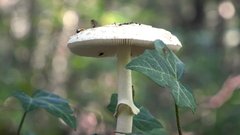 zelena musnica gobe smrt hrana kulinarika tezave dez zda zdravstvo opozorilo