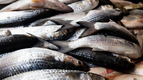 ribe ribici jadran svezina rok trajanja recept trik nasvet ideja morje