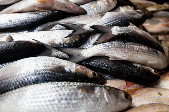 ribe ribici jadran svezina rok trajanja recept trik nasvet ideja morje