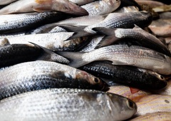 To je trik starih ribičev z Jadrana: z ribo naredile tole in v hladilniku bo ostala sveža tudi do 10 dni in več!