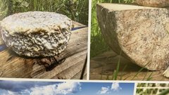 Golden Cheese sir siri