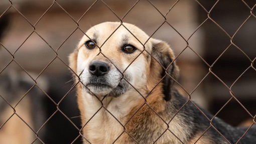 Nekaj je šlo hudo narobe: znanstveniki razkrili skrb vzbujajoče spremembe pri psih