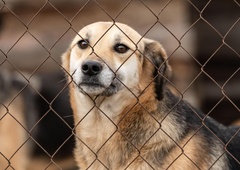 Nekaj je šlo hudo narobe: znanstveniki razkrili skrb vzbujajoče spremembe pri psih