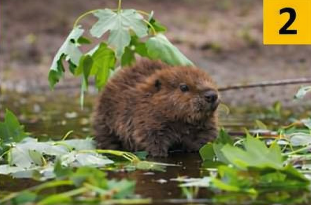2 Bober Če ste najprej videli bobra, vaše osebnostne lastnosti kažejo, da imate radi dejstva. Ne odnehate zlahka, natančno preberete …