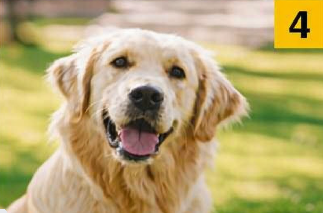 4 Zlati prinašalec Če ste najprej videli zlatega prinašalca, vaše osebnostne lastnosti kažejo, da se izogibate sporom, se postavite za …