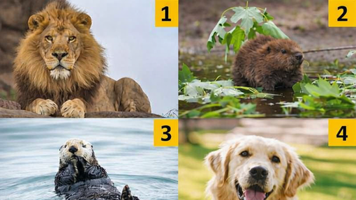 Katero žival ste najprej opazili? Test, ki razkriva najboljše plati vaše osebnosti