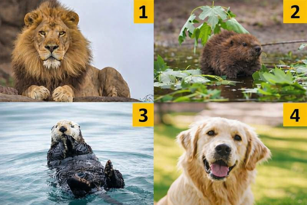 Pred vami so lev, bober, vidra in zlati prinašalec. Katero žival ste najprej opazili? Kliknite naprej, da izveste več ...