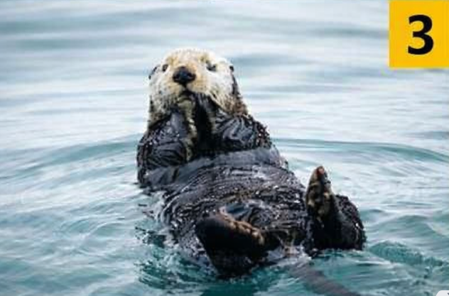 3 Vidra Če ste najprej videli vidro, vaše osebnostne lastnosti kažejo, da uživate v spremembah, radi začenjate nove stvari ali …