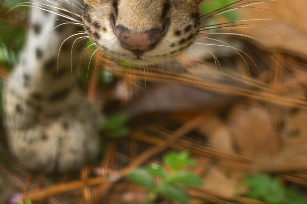 Znanstveniki raziskovali v gozdu in osupnili ob svojem odkritju: te lastnosti gozdnih živali do zdaj ni poznal nihče (foto: Profimedia)