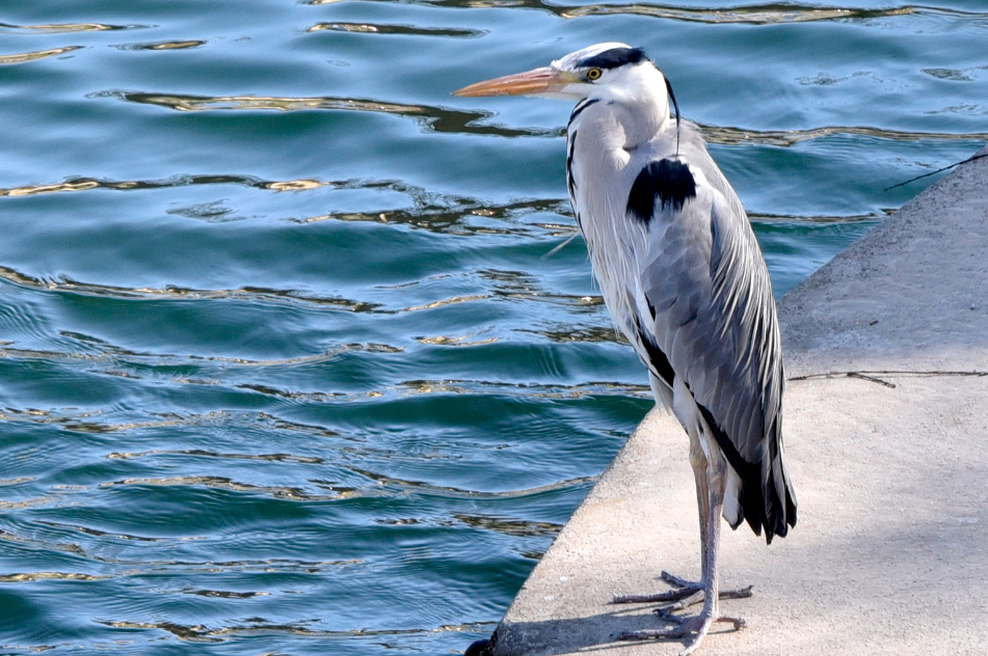 Takšnega vremena ni pričakoval nihče: prihaja pravo "poletje sredi zime" (foto: Žiga Živulovič jr./Bobo)