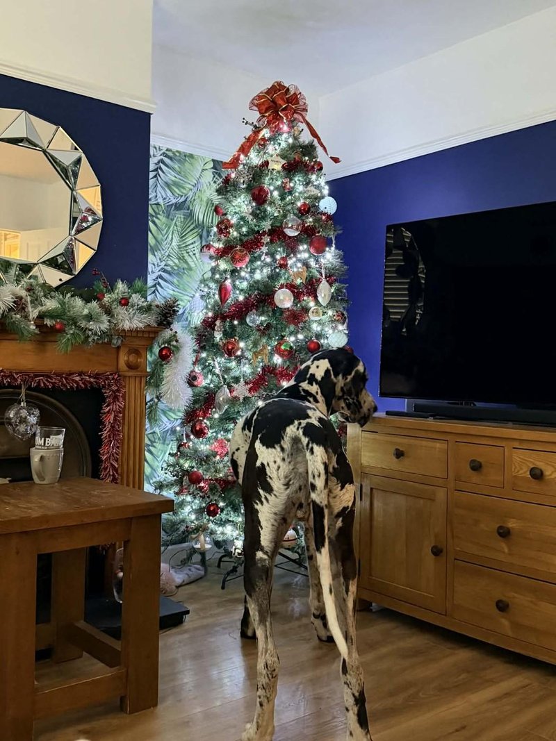 Nemška doga Wellington pes 70 kg