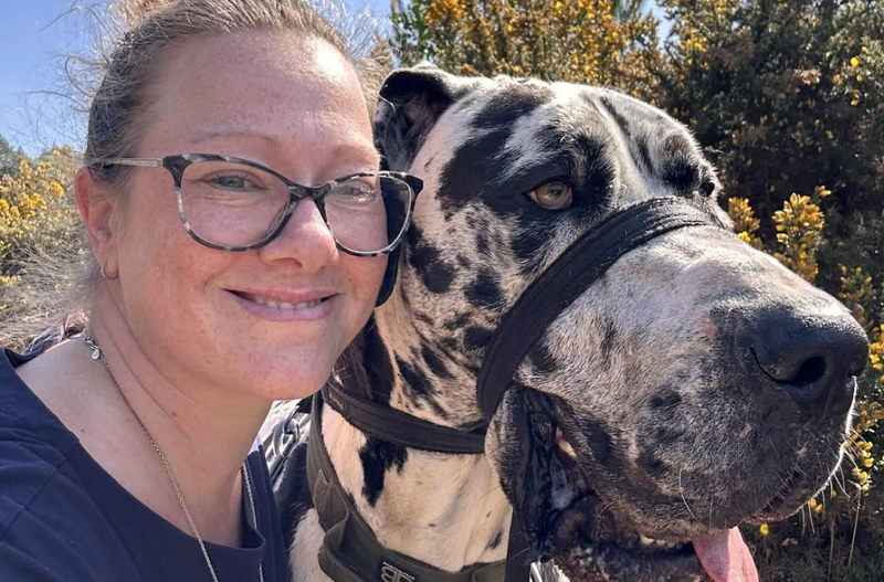 Nemška doga Wellington pes 70 kg