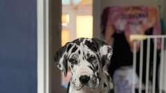 Nemška doga Wellington pes 70 kg