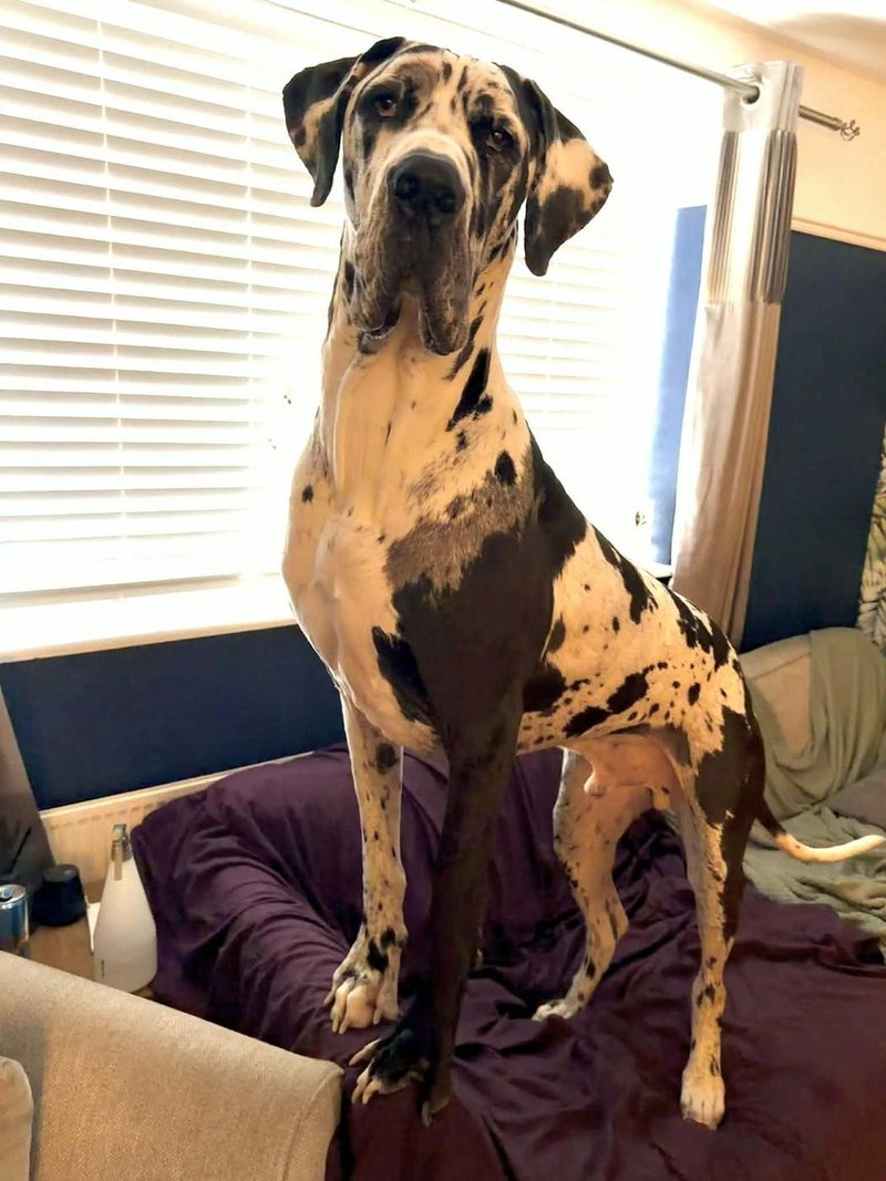 Nemška doga Wellington pes 70 kg
