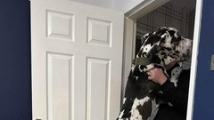 Nemška doga Wellington pes 70 kg