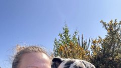 Nemška doga Wellington pes 70 kg