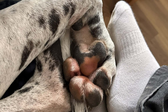 živali pes nemška doga Alice Banister