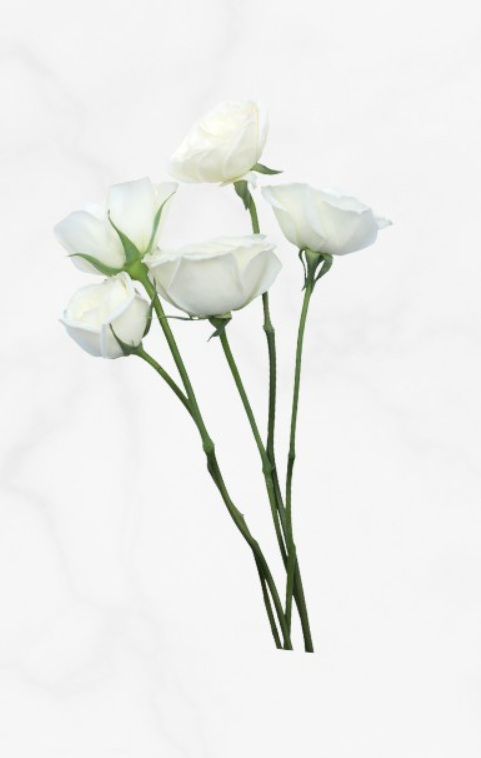 3 Bele vrtnice Oseba, ki izbere šopek belih vrtnic, potrebuje za soočanje s stresom predvsem mir in jasne misli. Ko …