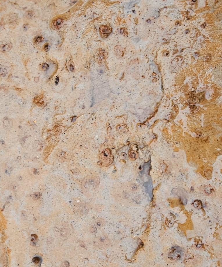 plaza aberdeen skotska pes sprehod odtis stopinja arheologija zgodovina clovestvo preteklost