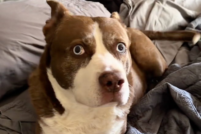 Lastnica pokazala svojega psa – njegov nenavaden videz je obnorel splet