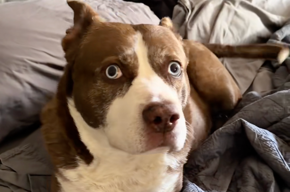 Lastnica pokazala svojega psa – njegov nenavaden videz je obnorel splet (foto: TikTok/dramaticdogduo/posnetek zaslona)