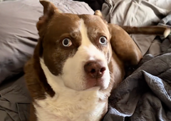 Lastnica pokazala svojega psa – njegov nenavaden videz je obnorel splet