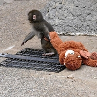 Opičji mladiček postal prava spletna senzacija: tako je našel tolažbo, ko ga je zapustila mama (VIDEO)