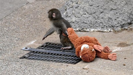 Opičji mladiček postal prava spletna senzacija: tako je našel tolažbo, ko ga je zapustila mama (VIDEO)