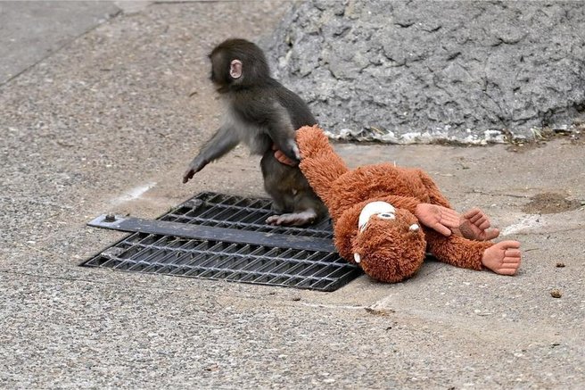 Opičji mladiček postal prava spletna senzacija: tako je našel tolažbo, ko ga je zapustila mama (VIDEO)