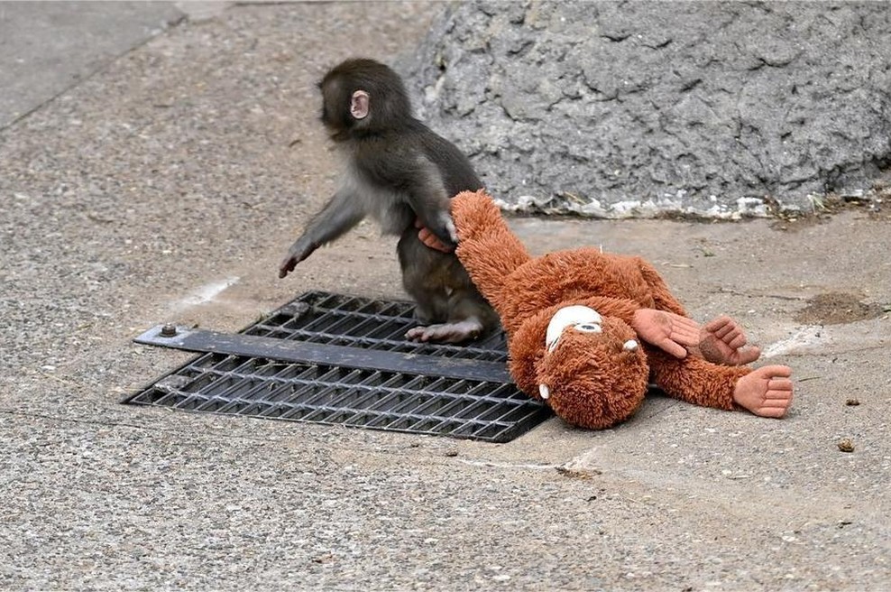 Opičji mladiček postal prava spletna senzacija: tako je našel tolažbo, ko ga je zapustila mama (VIDEO) (foto: Profimedia)
