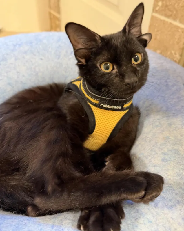 V zavetišče prišla mačka z nenavadnim videzom: niso se je mogli nagledati (FOTO)