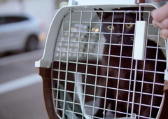 V zavetišče prišla mačka z nenavadnim videzom: niso se je mogli nagledati (FOTO)