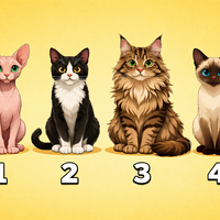 Katero mačko bi izbrali? Test, ki pokaže vaš pravi značaj