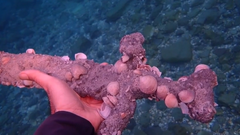 izrael obala potapljanje najdba mec zgodovina arheologija clovestvo krizarske vojne