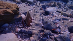 izrael obala potapljanje najdba mec zgodovina arheologija clovestvo krizarske vojne