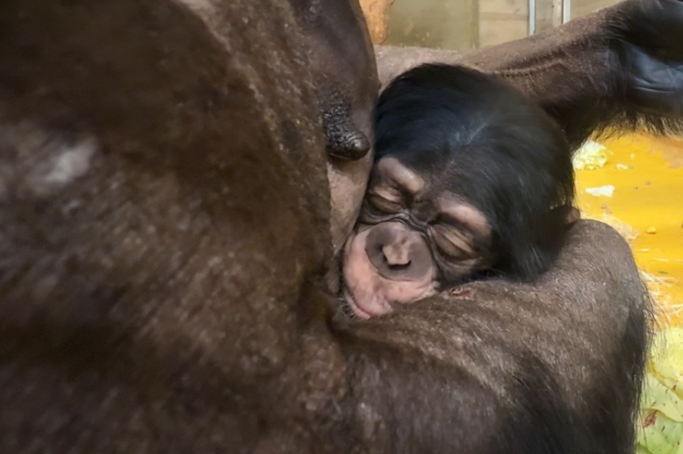 Čudež življenja v ljubljanskem živalskem vrtu: rodil se je prisrčen Togo (FOTO) (foto: Arhiv ZOO Ljubljana)