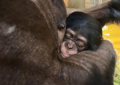 Čudež življenja v ljubljanskem živalskem vrtu: rodil se je prisrčen Togo (FOTO)