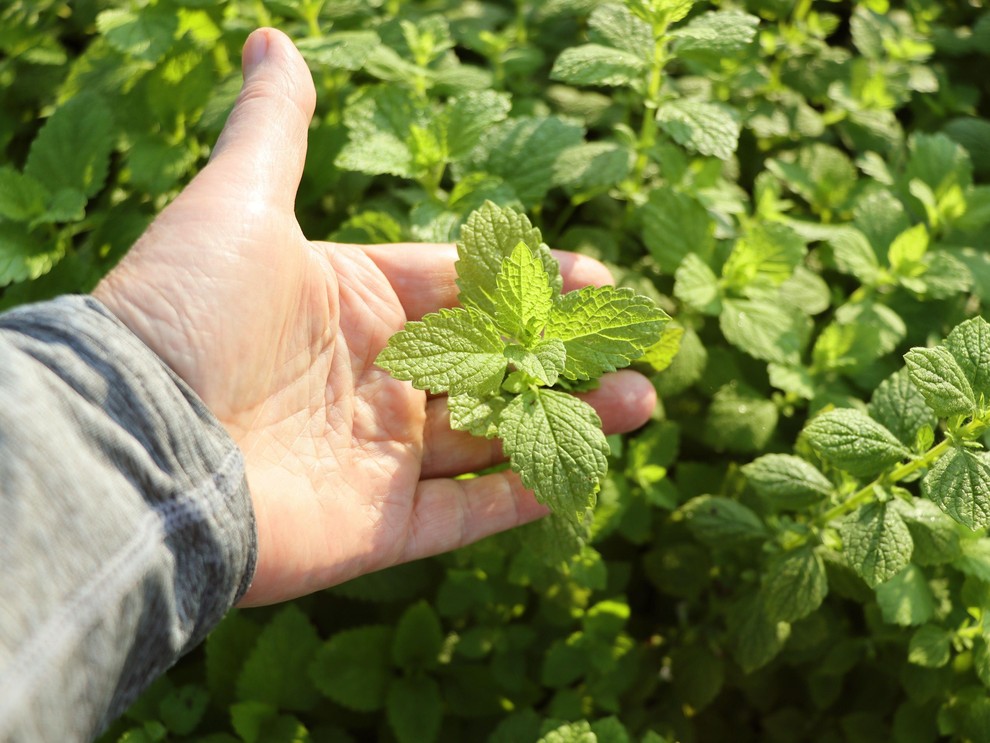POPROVA META Meta s svojim vonjem odganja miši in ostale škodljivce, poleg tega pa je izjemno vsestranska; liste mete lahko …