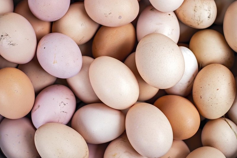 branjevka jajca velikost boljsa manjsa kot velika nasvet hrana priporocilo