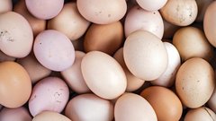 branjevka jajca velikost boljsa manjsa kot velika nasvet hrana priporocilo