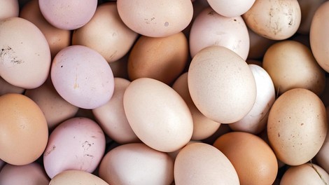 branjevka jajca velikost boljsa manjsa kot velika nasvet hrana priporocilo