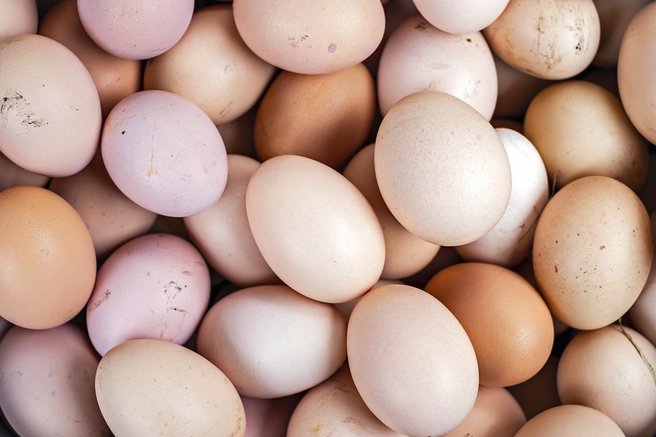 branjevka jajca velikost boljsa manjsa kot velika nasvet hrana priporocilo