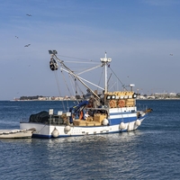 jadran ribici delfini ribe tezave obup hrana turisti prizor obala morje