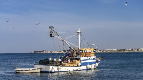 jadran ribici delfini ribe tezave obup hrana turisti prizor obala morje